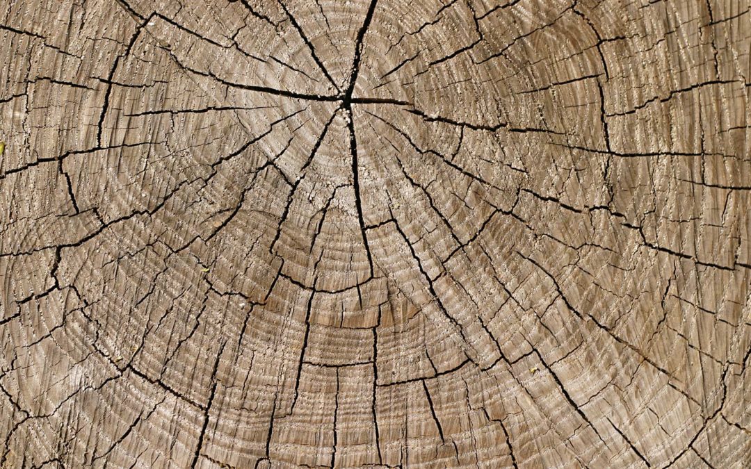 Le bois, un matériau vivant
