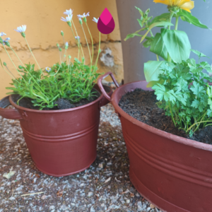 ErikaBox — Jardin Insolent