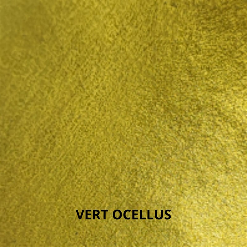 vert ocellus